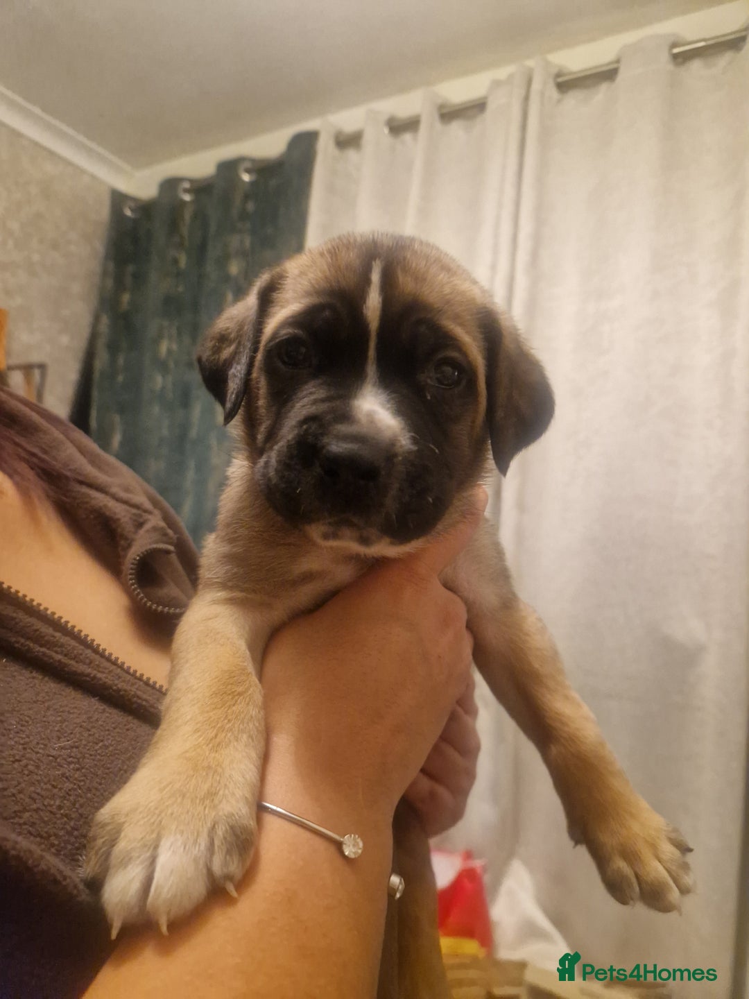 Cane Corso dogs for sale: Fawn cane corsos  - Advert 2