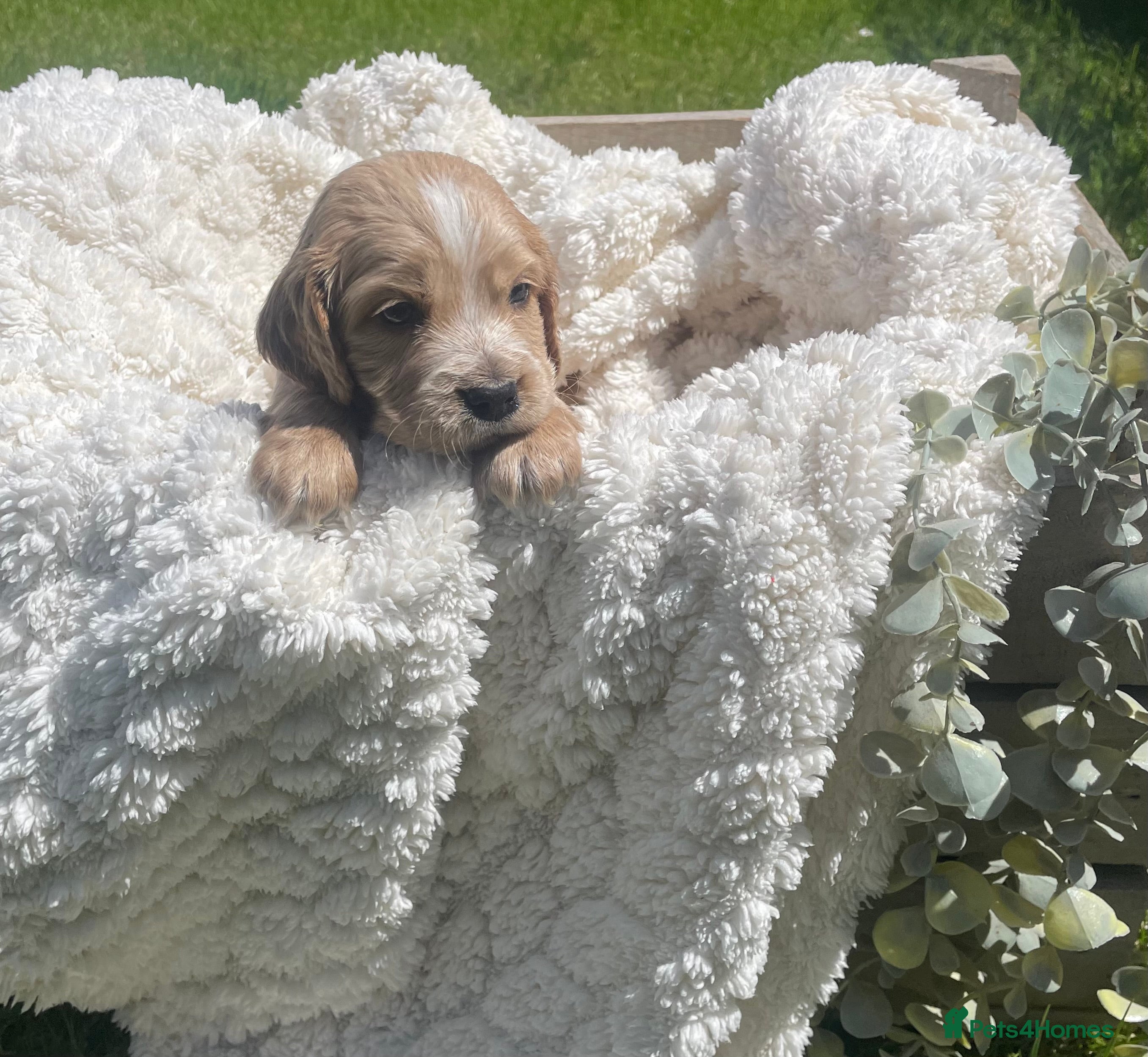 Cockapoo dogs for sale: Stunning F1b Cockapoo puppies - Advert 22