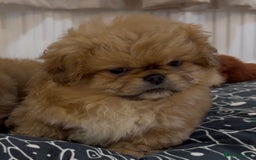 Pekingese dogs for sale: Gorgeous Pekingese puppies  - Image 3