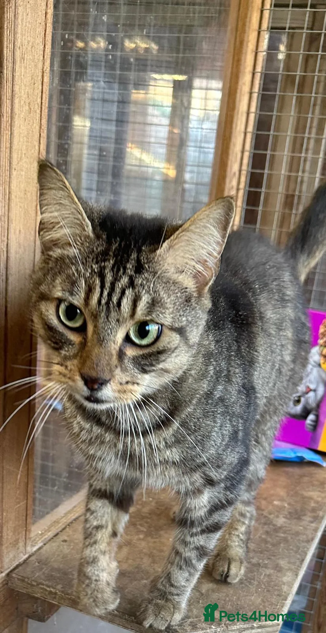 Mixed Breed cats for adoption: Mr Moo looking for a new home - Advert 1