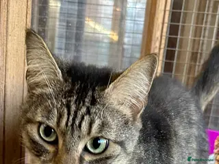 Mixed Breed cats Mr Moo looking for a new home - Advert 3