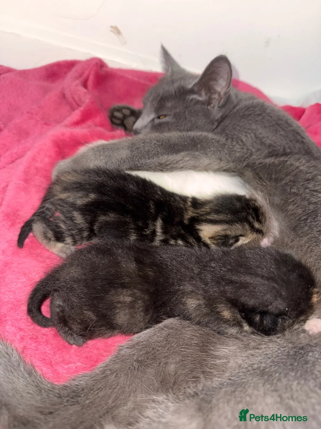 Mixed Breed cats for sale: Russian blue x mixed breed kittens - Advert 10