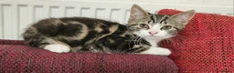 Scottish Fold cats for sale: Healthy scotish fold mix - Advert 10