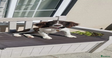English Springer Spaniel dogs - Advert 14