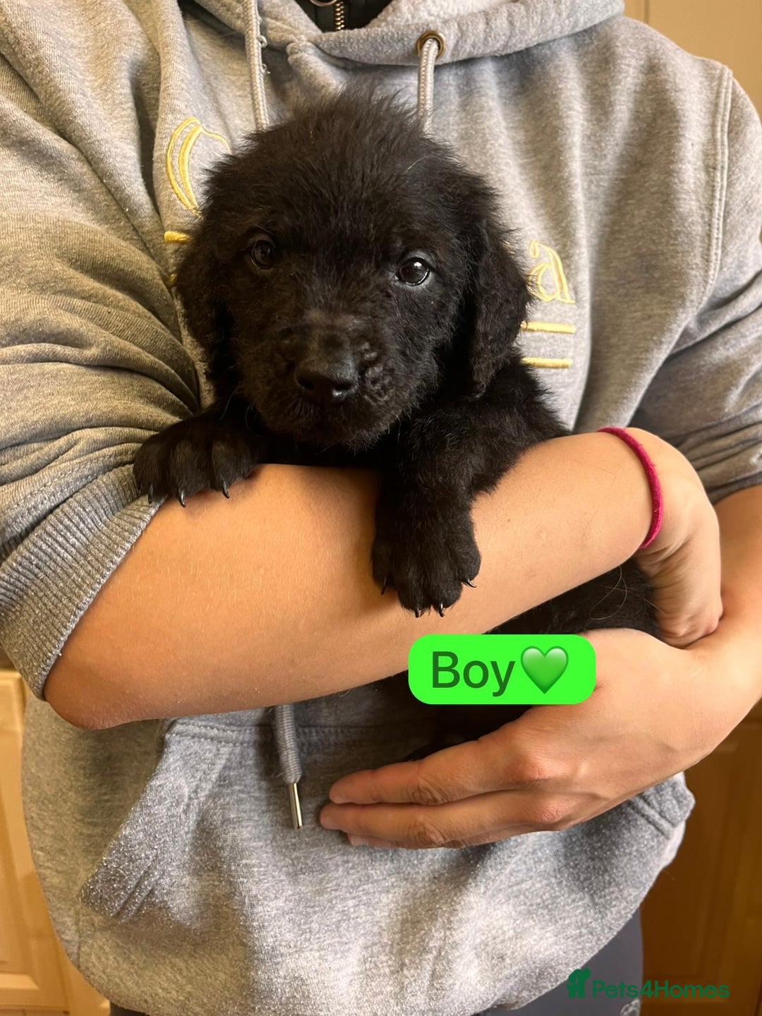 Labradoodle dogs for sale: Gorgeous labradoodle puppies  - Image 3