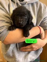 Labradoodle dogs - Advert 10