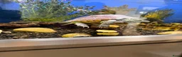 Turtle reptiles for sale: Reef Turtle  in North Walsham - Advert 1