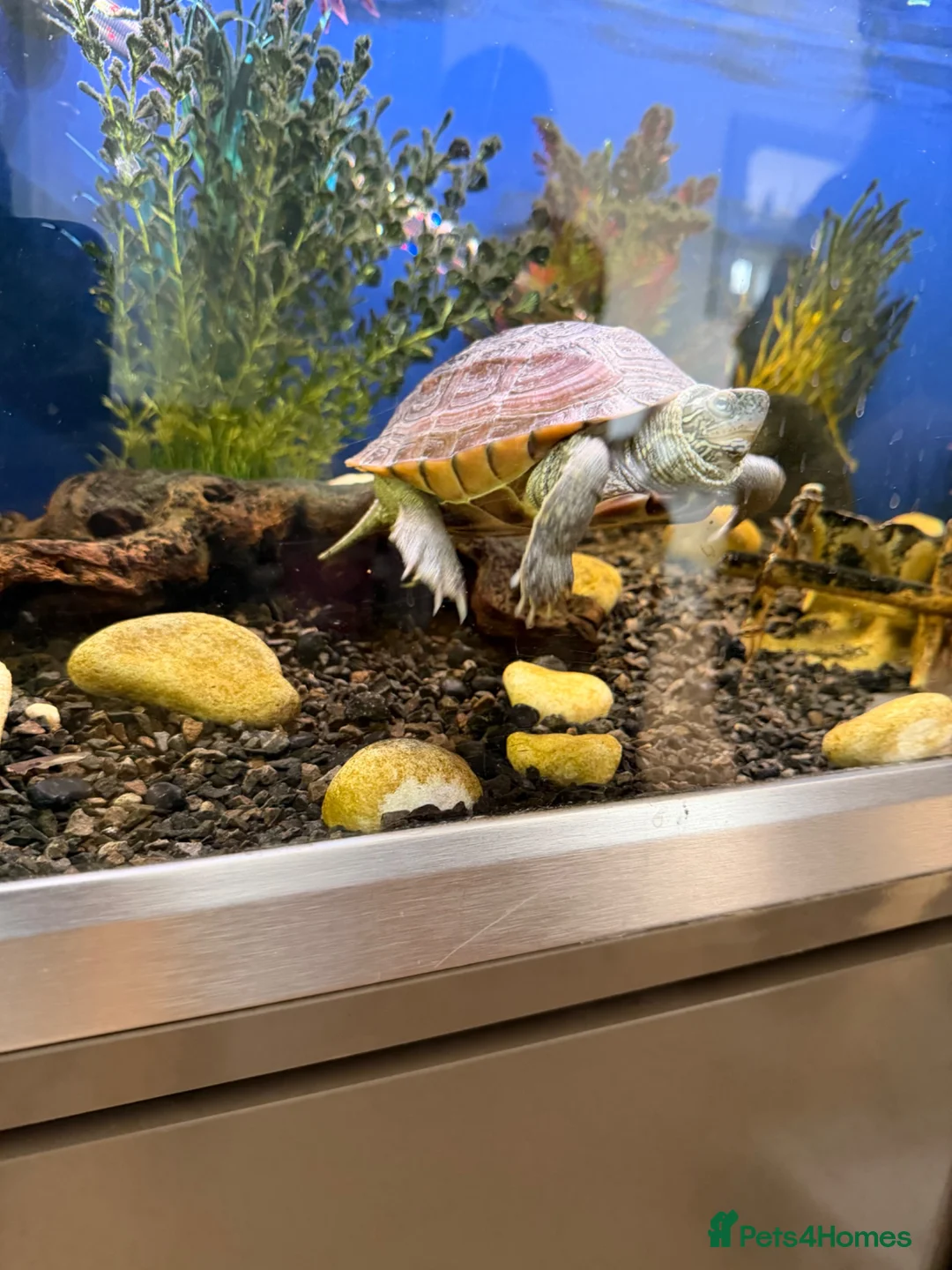 Turtle reptiles for sale: Reef Turtle  in North Walsham - Advert 1