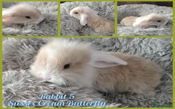 Mini Lop rabbits for sale: Beautiful Mini Lop Babies - 6 to choose from  - Image 2
