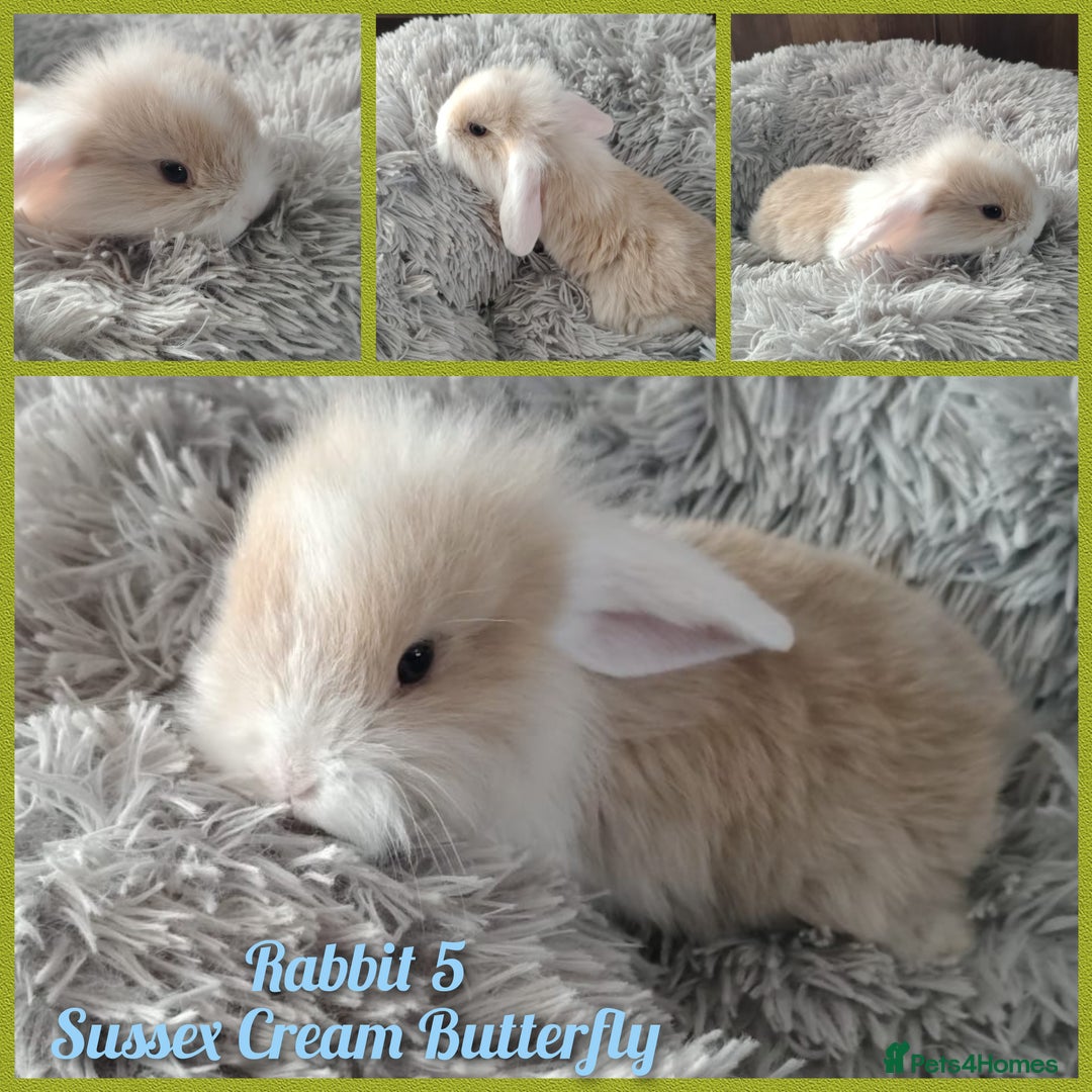 Mini Lop rabbits for sale: Beautiful Mini Lop Babies - 6 to choose from  - Image 2
