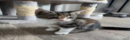 American Shorthair cats for sale: Beautiful kitties looking for forever home  in Northolt - Advert 30