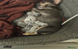 French Bulldog dogs for sale: French bulldog  - Image 2