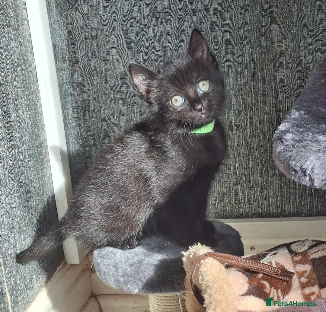 Mixed Breed cats for sale:  Beautiful bundles of joy in Leicester - Advert 1