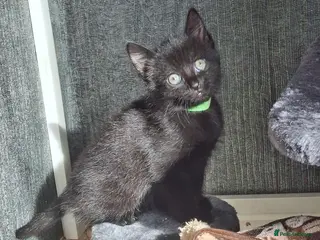 Mixed Breed cats Beautiful bundles of joy in Leicester - Advert 1