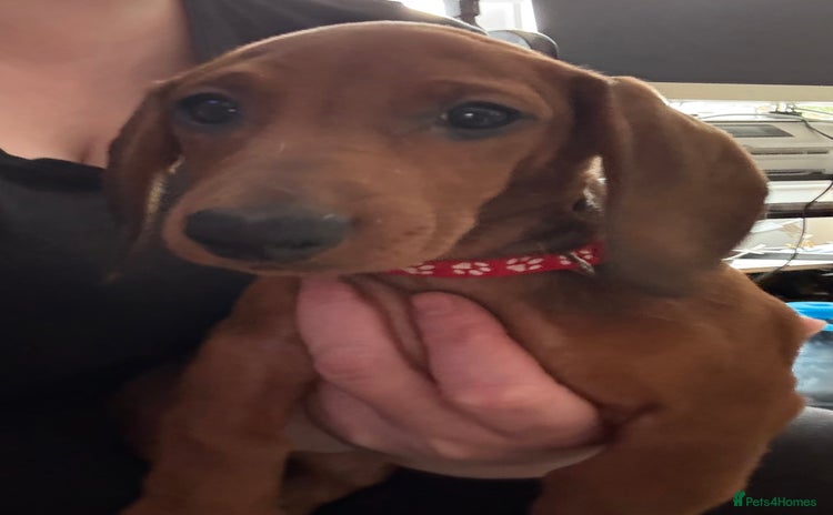 Dachshund dogs - Advert 2