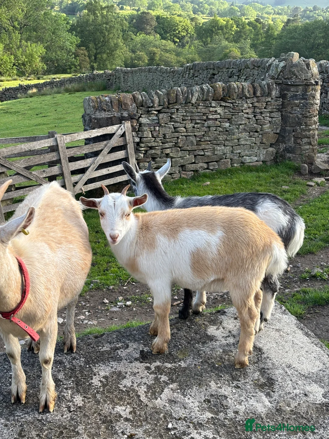 Goats livestock for sale: 2 pygmy goats  in Hope Valley - Advert 2