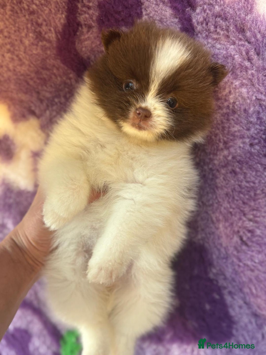 Pomeranian dogs for sale: Kc Beautiful chocolate parti poms 🤎🤍 - Advert 1