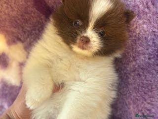Pomeranian dogs Kc Beautiful chocolate parti poms 🤎🤍 - Advert 1