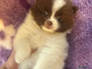 Pomeranian dogs Kc Beautiful chocolate parti poms 🤎🤍 - Advert 12