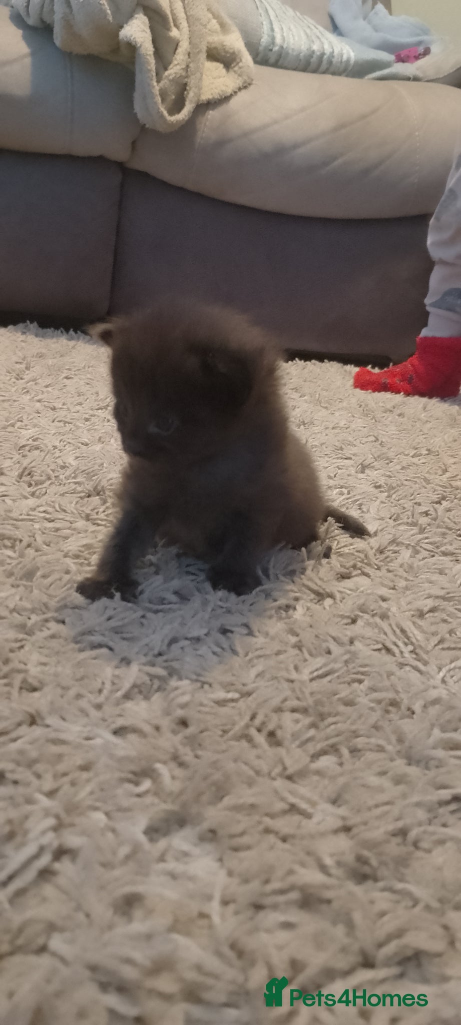 Mixed Breed cats 3 gorgeous boys available  - Advert 7