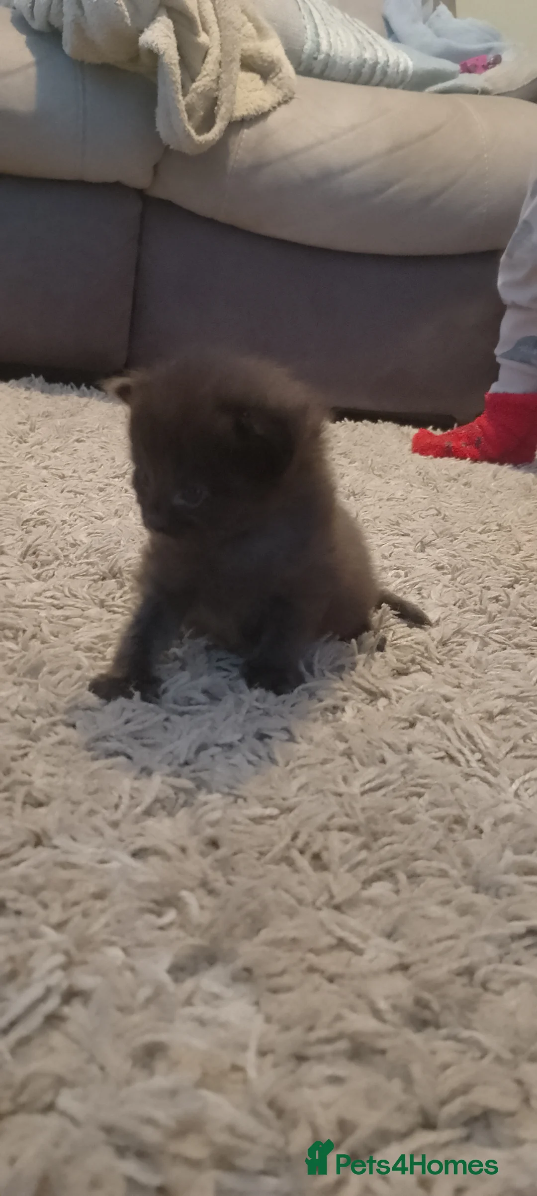 Mixed Breed cats for sale: 3 gorgeous boys available  - Advert 1