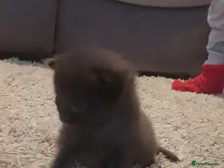 Mixed Breed cats 3 gorgeous boys available - Advert 7