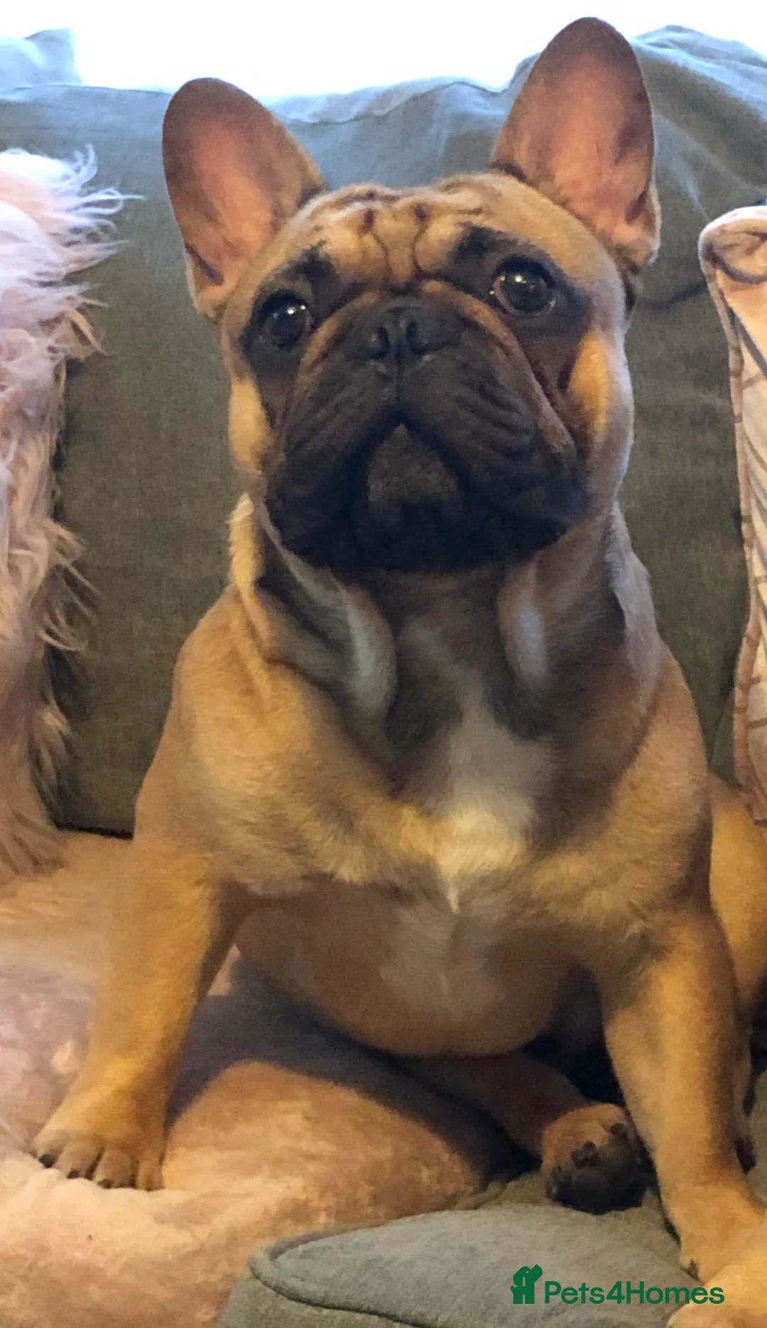 French Bulldog dogs for stud: Red fawn Dicar sired silver health tested in Edinburgh - Advert 14