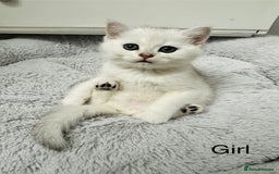 British Shorthair cats for sale: White silver shaded BSH boy and girl available🐈 - Image 5