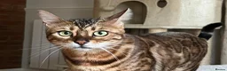 Bengal cats for sale: Fendi & Bagheera–Beautiful, Loving Bengal Pair - Advert 1