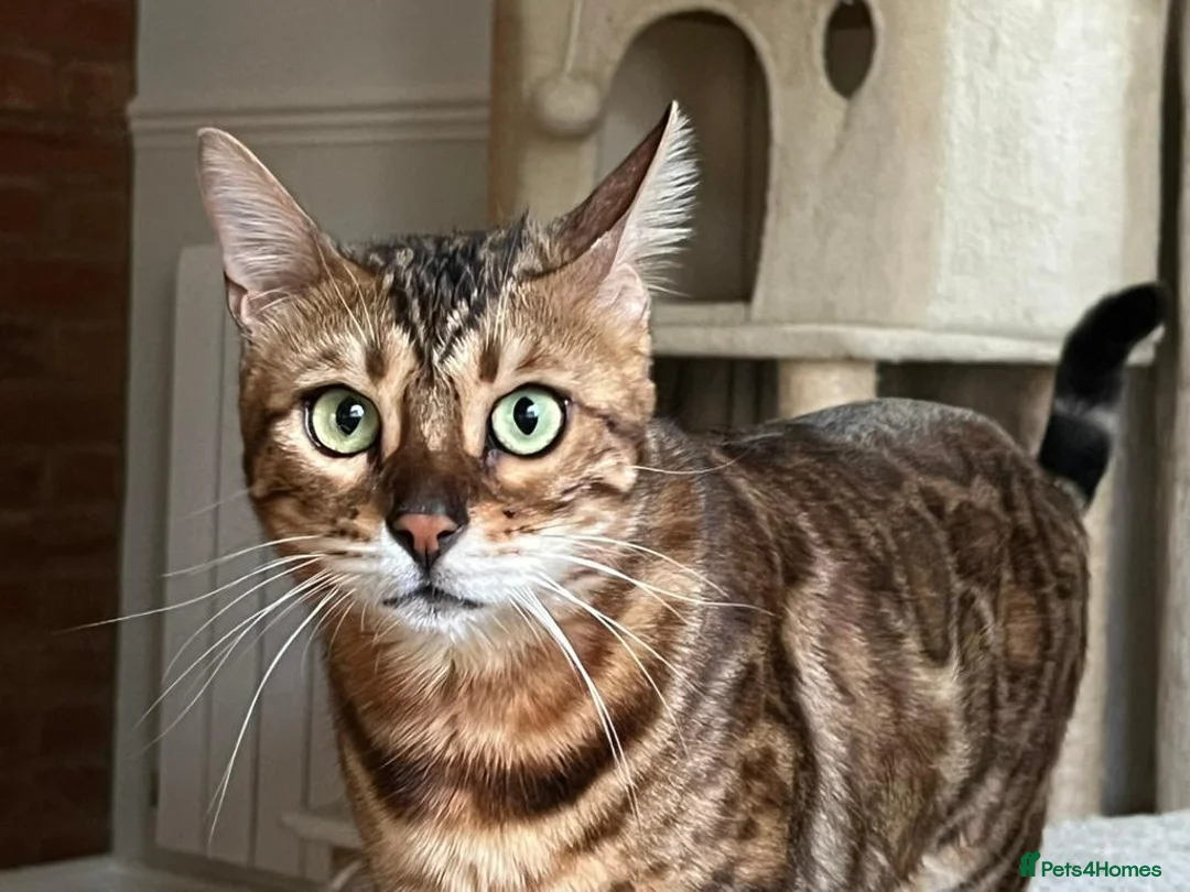 Bengal cats for sale: Fendi & Bagheera–Beautiful, Loving Bengal Pair - Advert 1