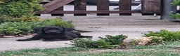 Labrador Retriever dogs for sale: Lab pups  in Lincoln - Advert 11