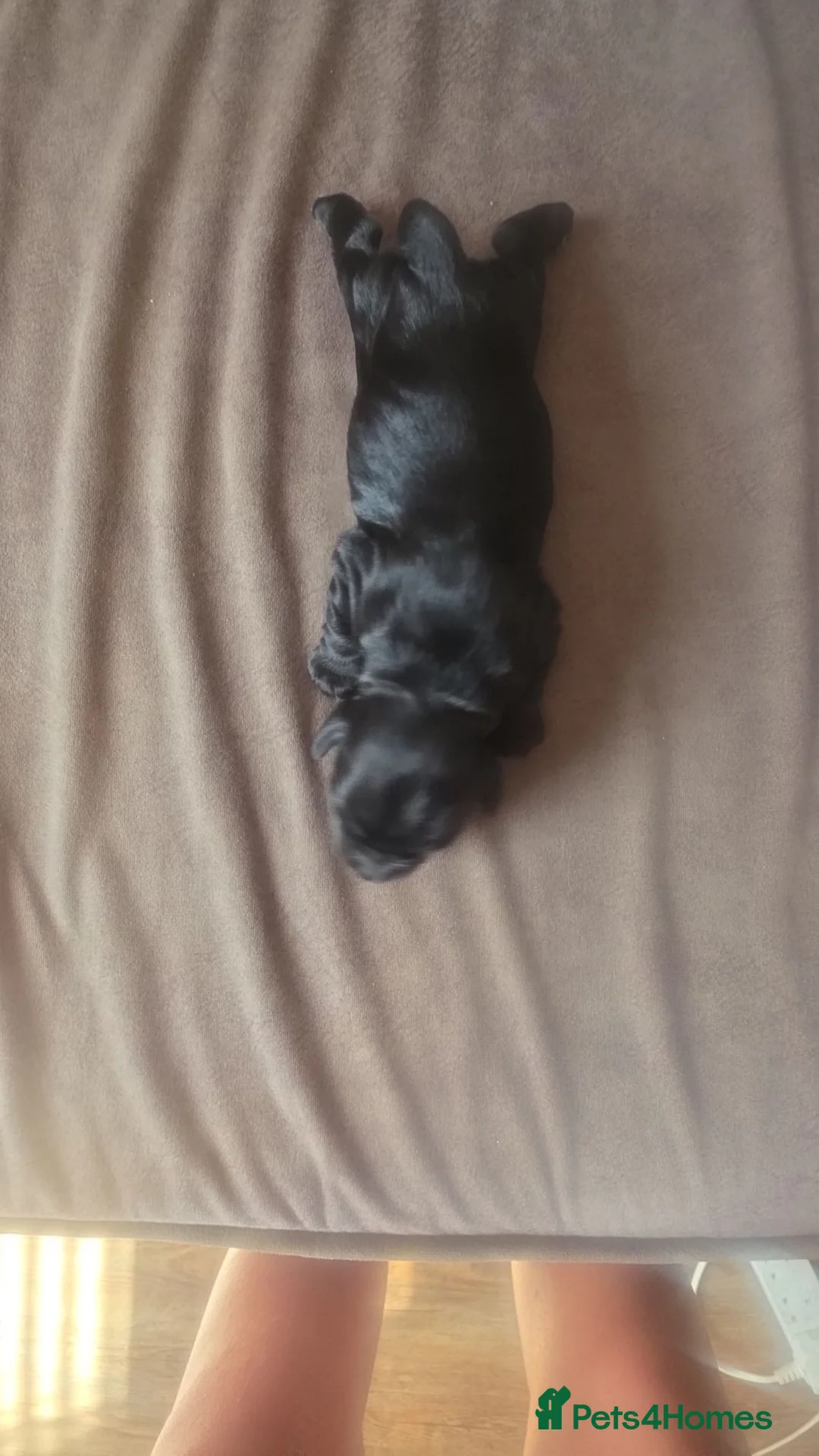 Cocker Spaniel dogs for sale: Brown female cocker in Houghton le Spring - Advert 9