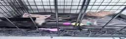 Mixed Breed cats for sale: 🌟 beautiful mixed breed kittens for sale  in Cullompton - Advert 5