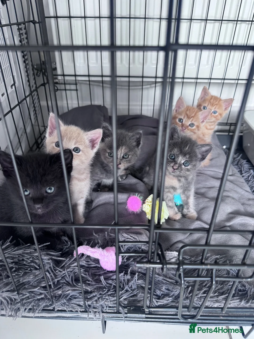 Mixed Breed cats for sale: 🌟 beautiful mixed breed kittens for sale  in Cullompton - Advert 5