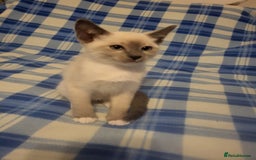 Snowshoe cats for sale: Rare Pedigree Snowshoe Kittens  - Image 20