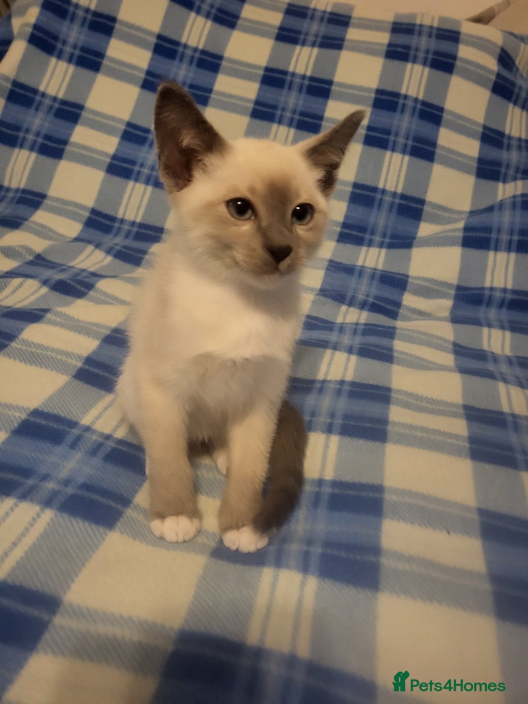 Snowshoe cats for sale: Rare Pedigree Snowshoe Kittens  - Image 20