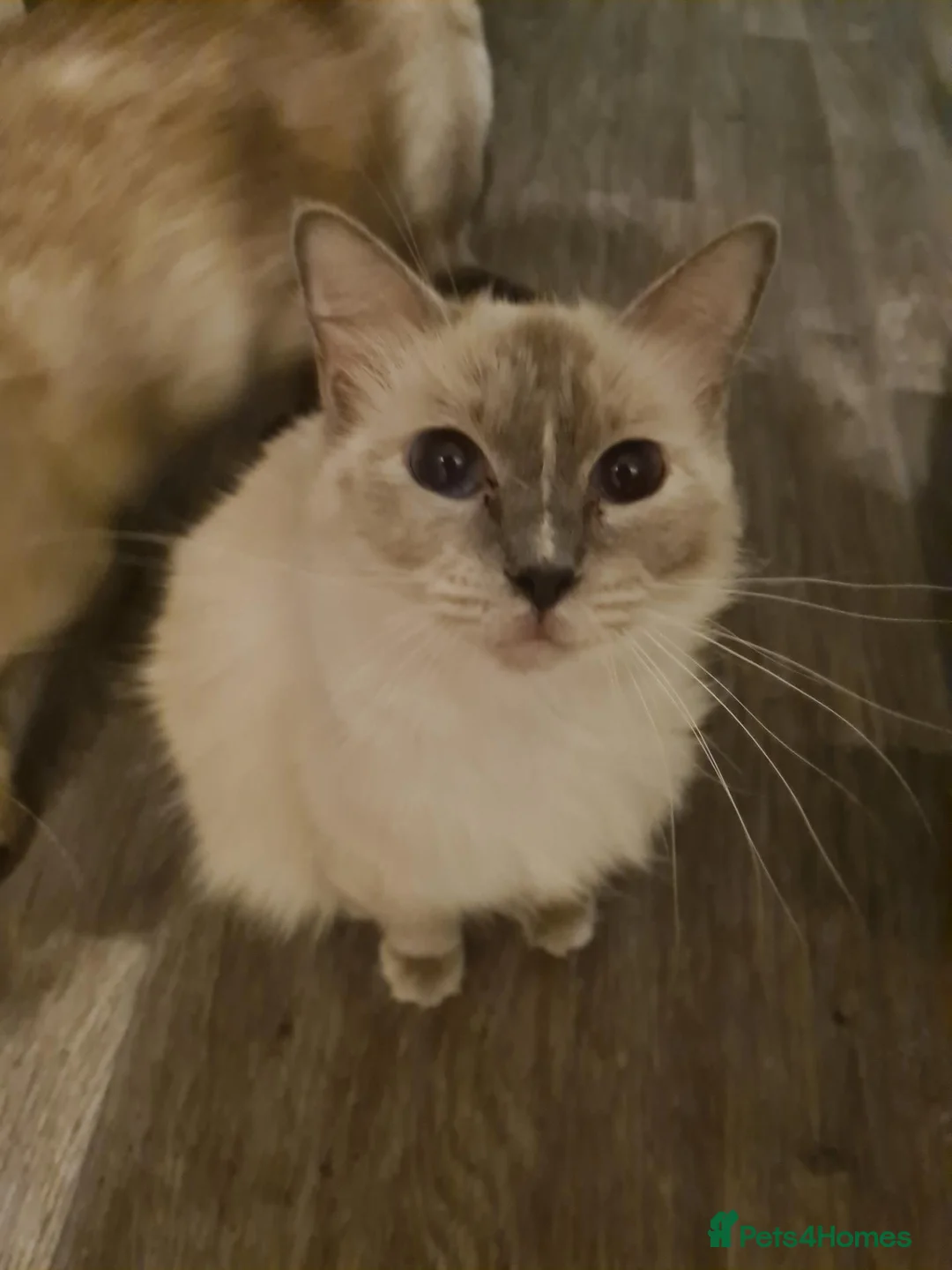Ragdoll cats for sale: Ragdoll kittens  - Advert 7