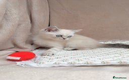 British Shorthair cats for sale: Adorable white/creme British shorthair kittens - Image 2
