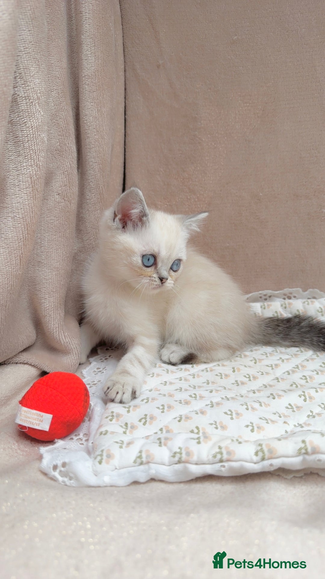 British Shorthair cats for sale: Adorable white/creme British shorthair kittens - Image 2
