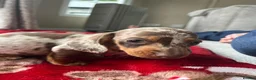 Miniature Dachshund dogs for sale: Miniature smooth haired dachshund  in Bridgend - Advert 4