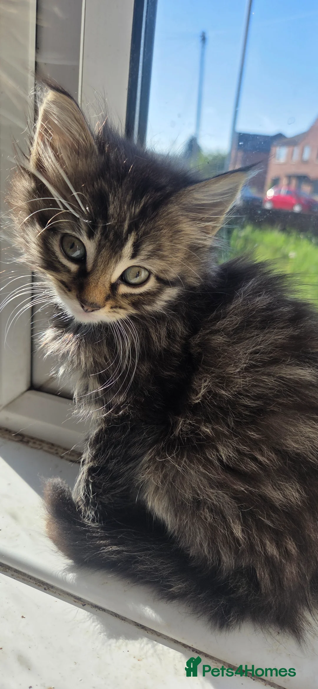 Mixed Breed cats for sale: Kittens - Advert 2