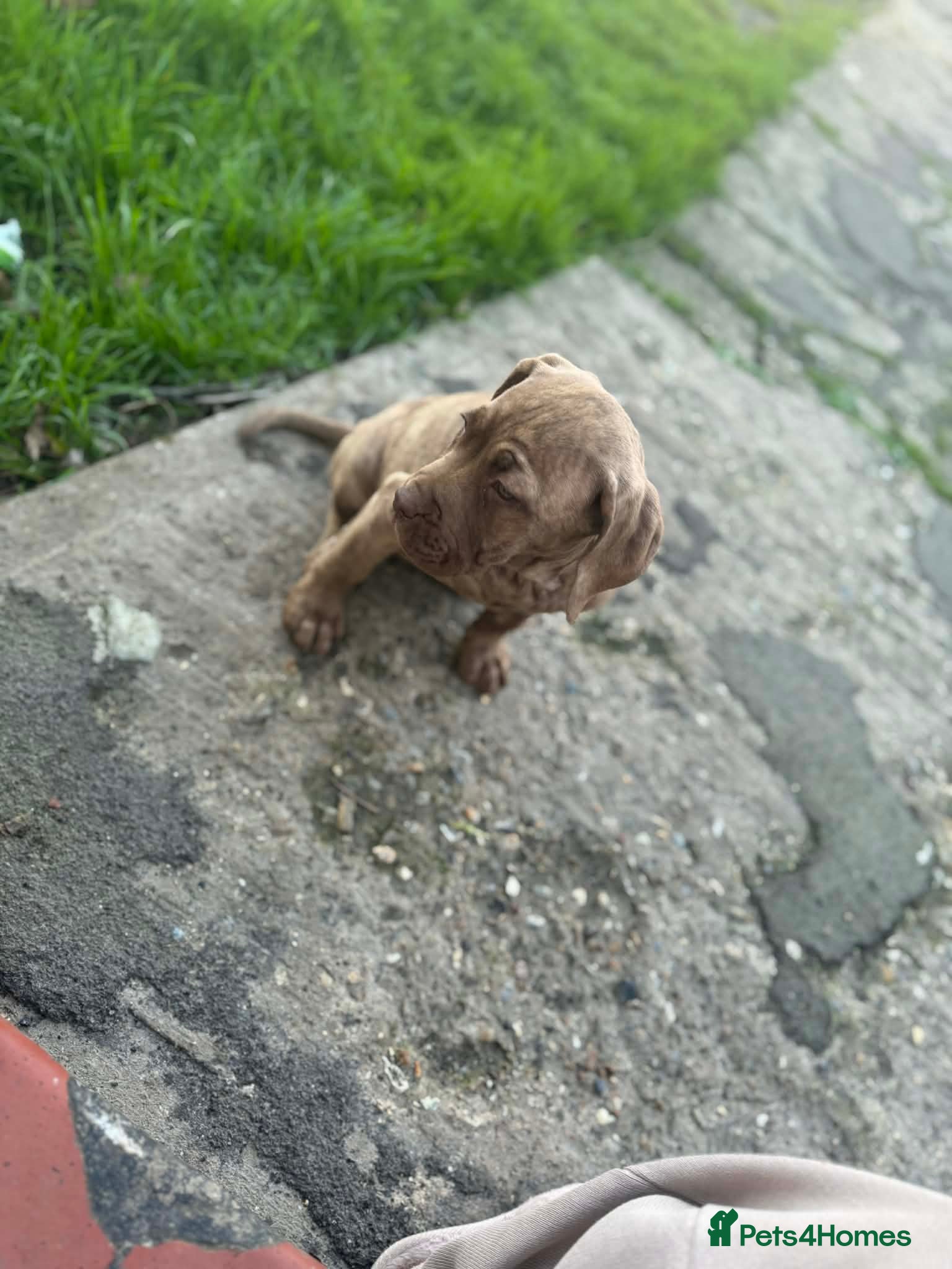 Neapolitan Mastiff dogs Nutella the green eyed princess 💚 - Advert 1