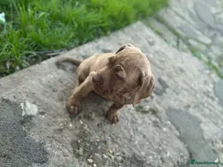Neapolitan Mastiff dogs Nutella the green eyed princess 💚 - Advert 2