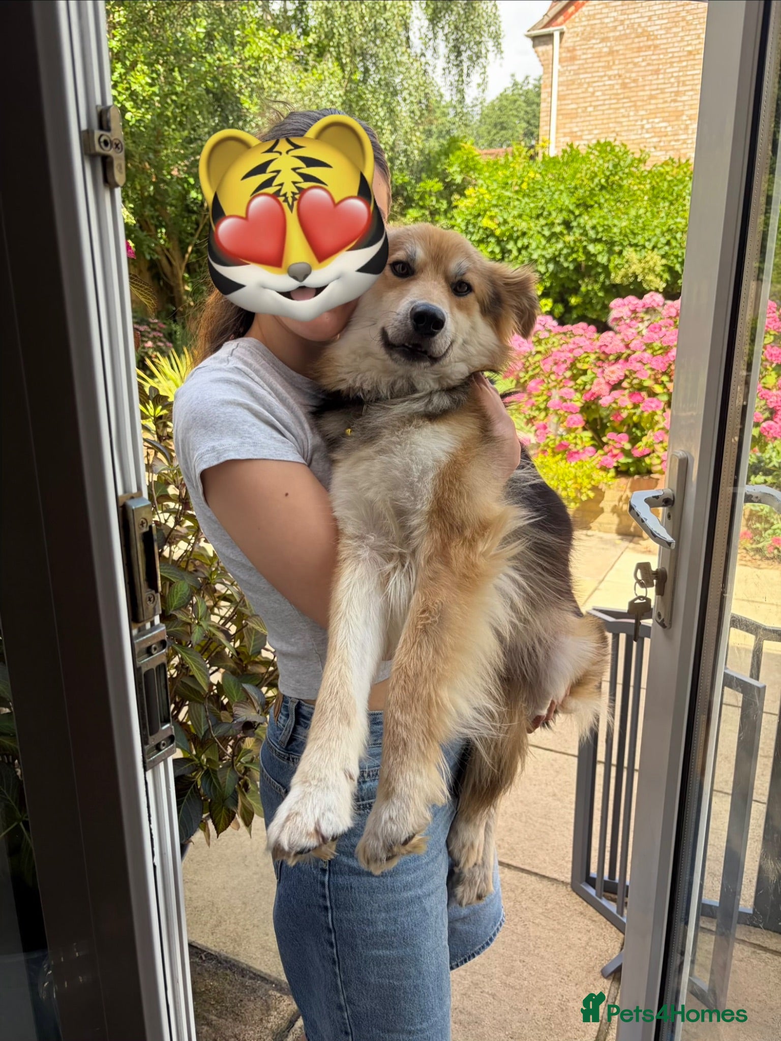 Mixed Breed dogs Meet Micah😍 - Advert 2
