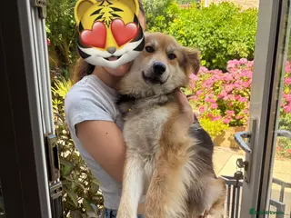 Mixed Breed dogs Meet Micah😍 - Advert 2