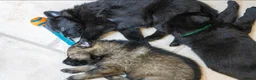 German Shepherd dogs for sale: Last 1 ** Elite Working GSDs – KC, Health Tested * - Advert 18