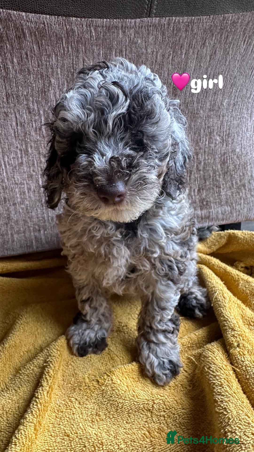 Cockapoo dogs for sale: Stunning F1b Cockapoo Puppies 🐾❤️ - Image 3