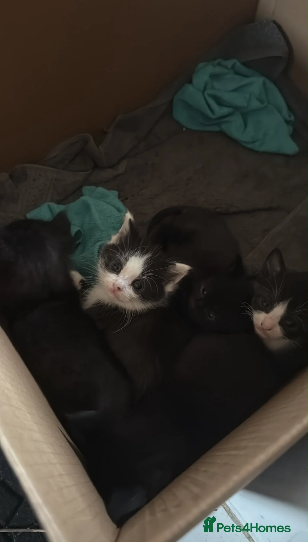 Mixed Breed cats for sale: Cute Little Cats £20 - Advert 2