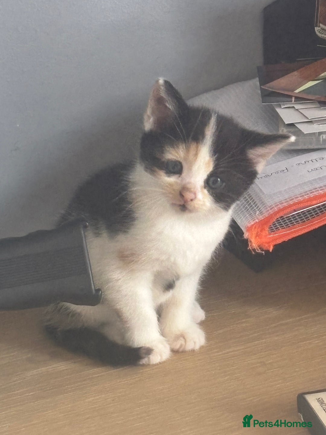 Mixed Breed cats for sale: Kittens for sale  - Image 1