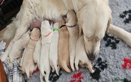 Golden Retriever dogs for sale: Golden Retriever Puppies - you will Fall in love  - Image 6